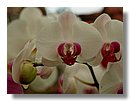 Orquideas